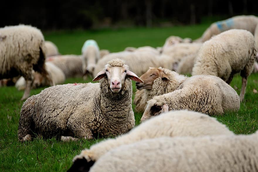 oveja, rebaño de ovejas, animales, lana, pasto, agricultura, rebaño, ganado