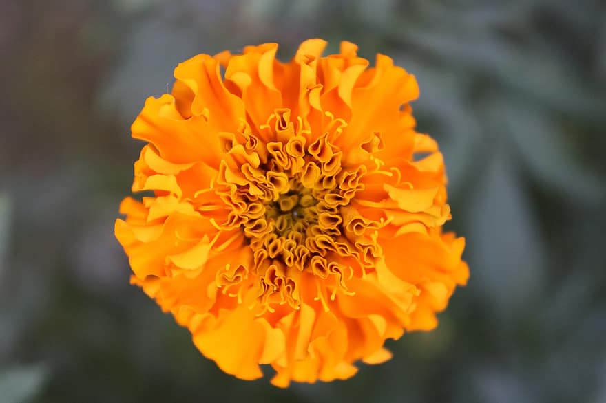 marigold, bunga, bunga oranye, kelopak, kelopak oranye, berkembang, mekar, flora, menanam