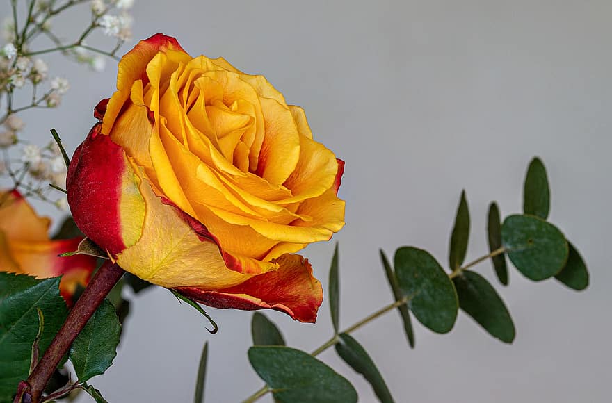 bloem, roos, gele roos, rozenplant, tuin-, blad, detailopname, bloemblad, fabriek, bloemhoofd, romance