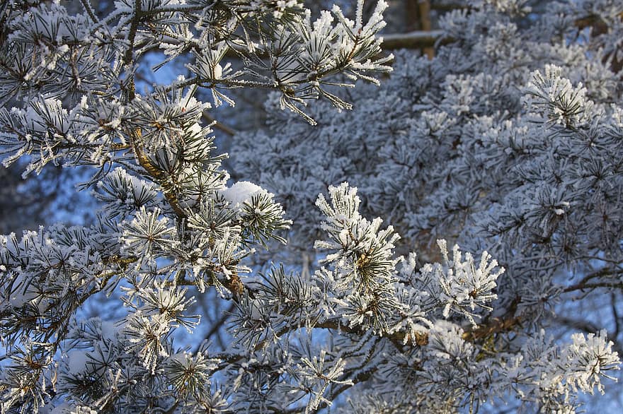 pin, neige, gel, hiver, branches, aiguilles de pin, feuilles, conifère, arbre, plante, la glace