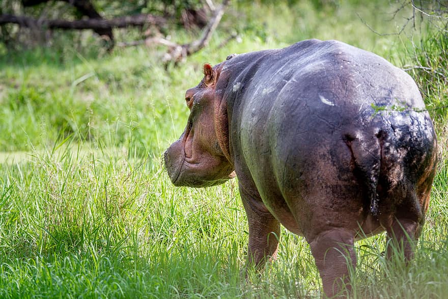 hippopotame, faune, animal, safari, parc, Afrique, mammifère, herbivore, sauvage, la nature, africain
