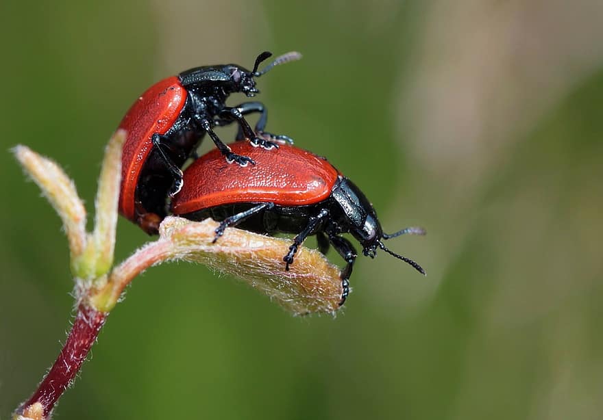 ladybugs, böcekleri, çift, haşarat, doğa, makro, üreme, makro fotoğrafçılık, Coccinellidae, kınkanatlılar, kapatmak