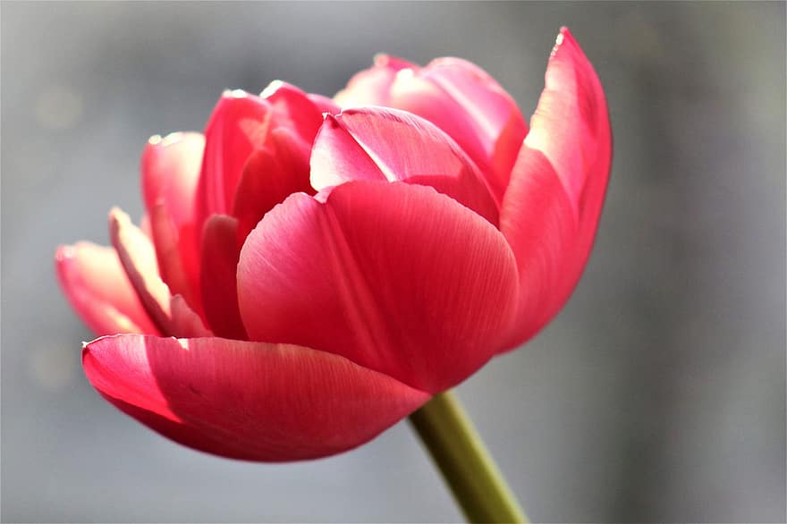 tulipán, virágok, csokor, rózsaszín virágok, virág, tavaszi, természet, közelkép, növény, virágfej, virágszirom
