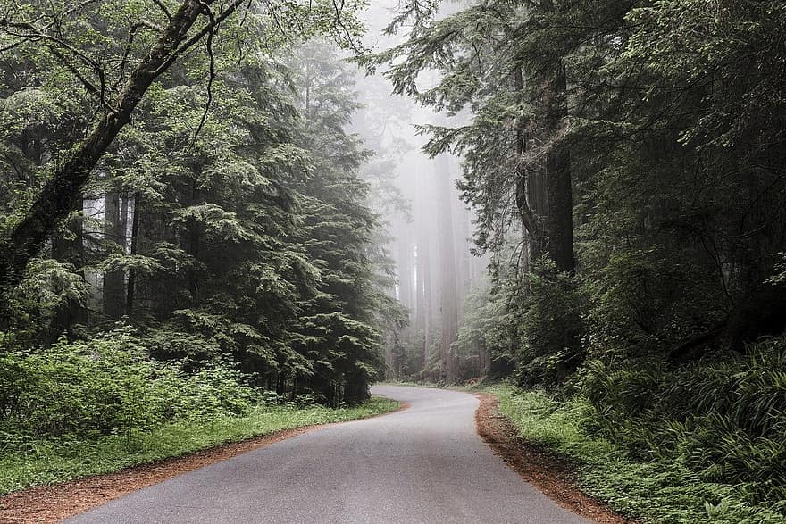 redwood nationalpark, skog, dimmig
