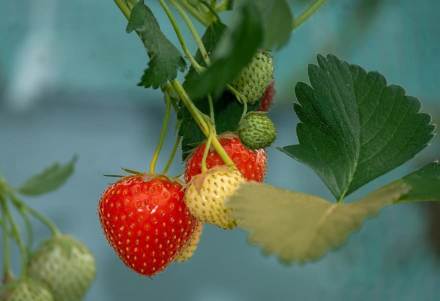 jordgubbar, trädgård, jordgubbar växt, frukt