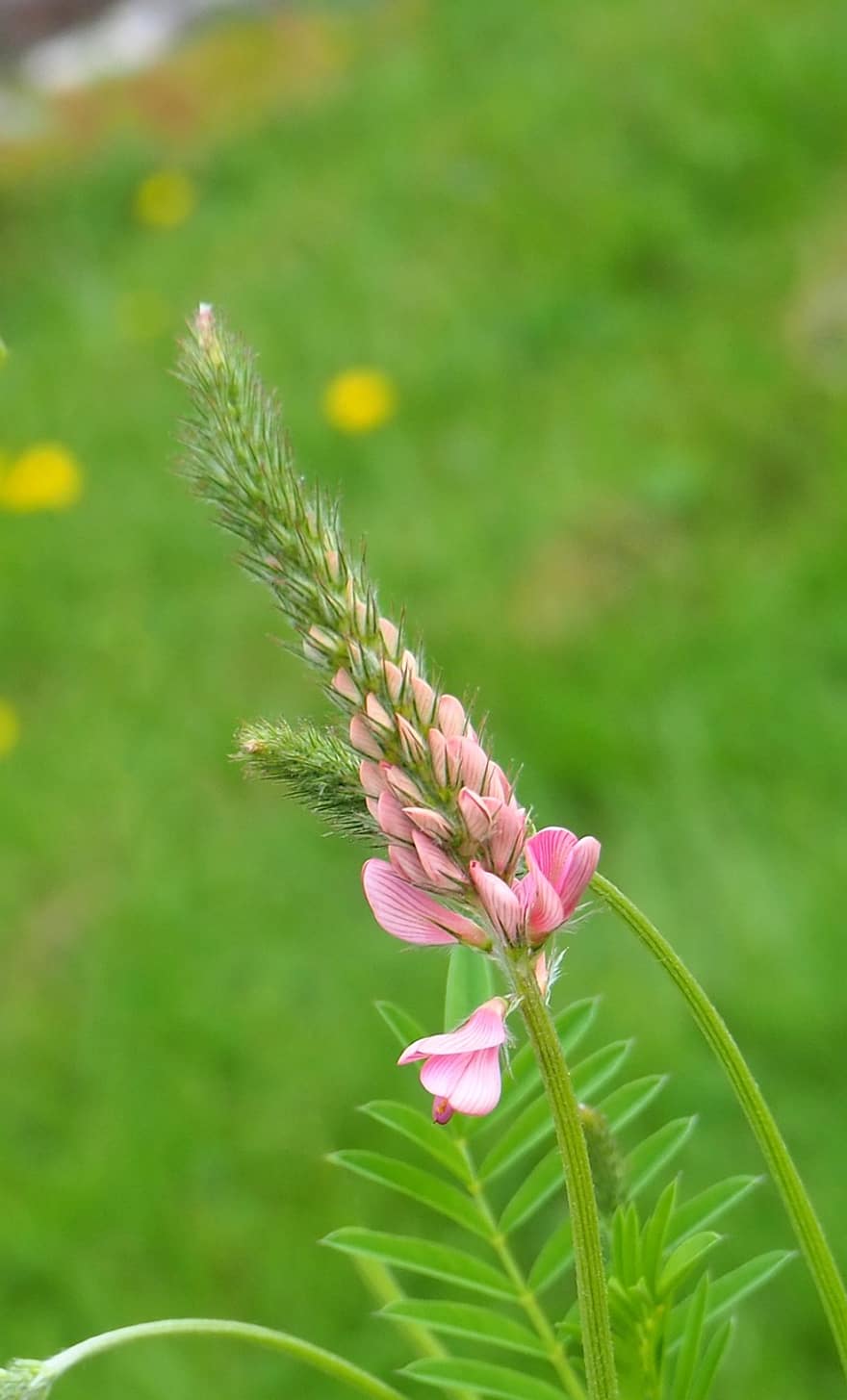 Flower, Blossom, Bloom, Garden, Nature, Plant, Onobrychis Viciifolia, Growth, Botany, Macro, Pink Flower