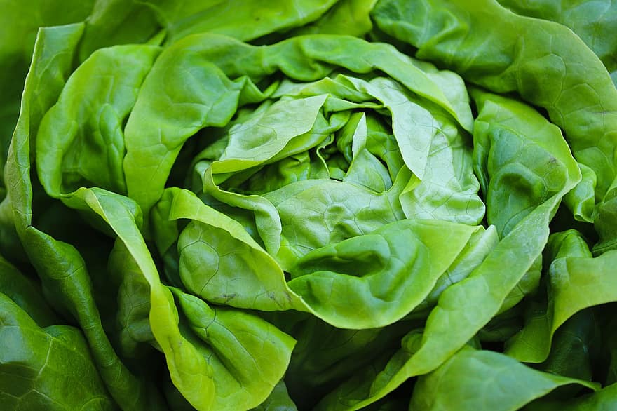 Grüner Salat, grüner Salat, gesund, Vitamine, organisch, Salat, kopfsalat, Salatblätter, Frische, Blatt, Gemüse