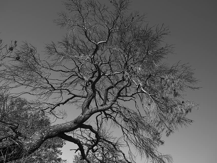 Tree, Fire, Burnt, Black White, Dramatic, Forest, Herb, Branch, Branches, Dark, Environment