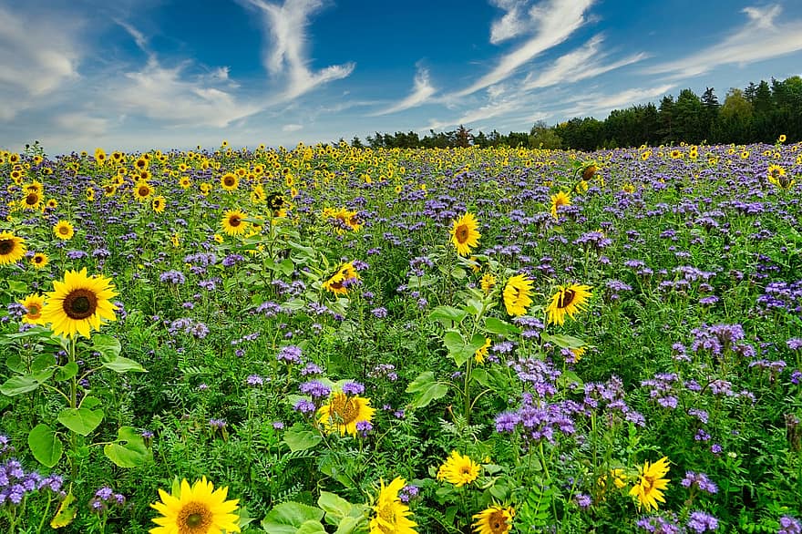 veld-, zonnebloemen, zomer, bloeien, bloesem, bloemblaadjes, groei, natuur, buitenshuis, bloemen, plantage