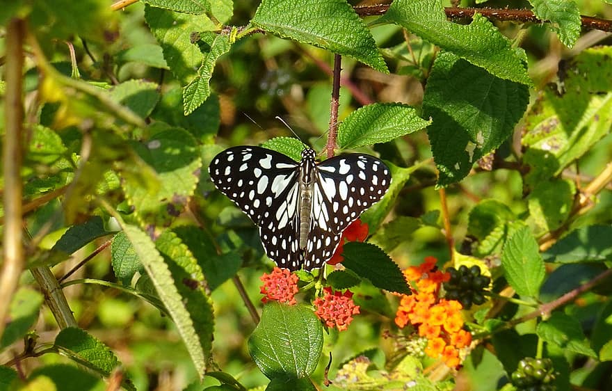 나비, 꽃, 수분, 곤충, 날개 달린 곤충, 나비 날개, 플로라, 동물 상, 자연, 닫다, 보통 jezebel