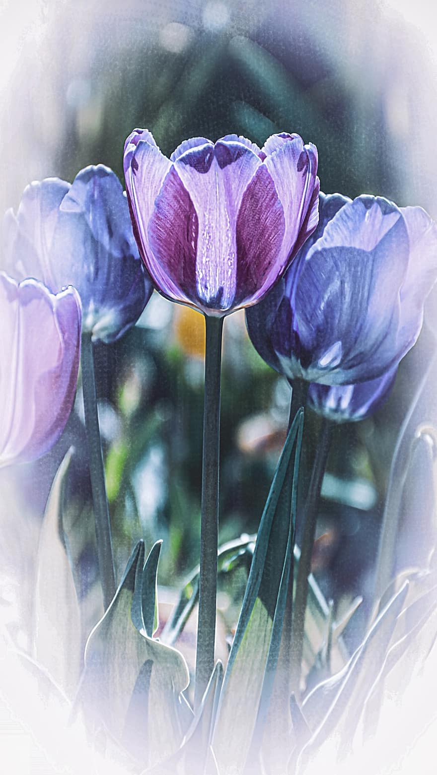 тюльпани, квіти, фіолетові квіти, весна, сад, цвітіння, фіолетові тюльпани, листівка, Привіт, весна, весняний фестиваль, квітка