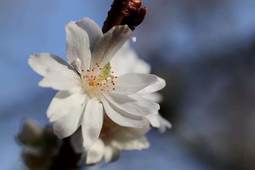 冬桜、スノーチェリー、開花小枝、サクラ属、ハーブスタリス、花、咲く、花びら、ブランチ