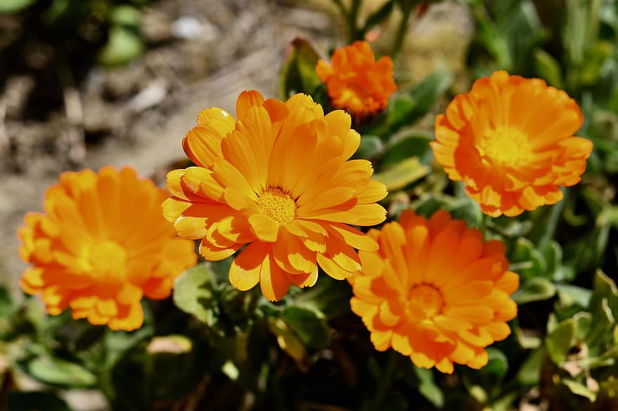 ziedi, Oranžas krāsas Ziedi, pavasara ziedēšana, augu, pušķis, ziedu ziedlapiņas, flora, ziedēšana, botānika, putekšņi