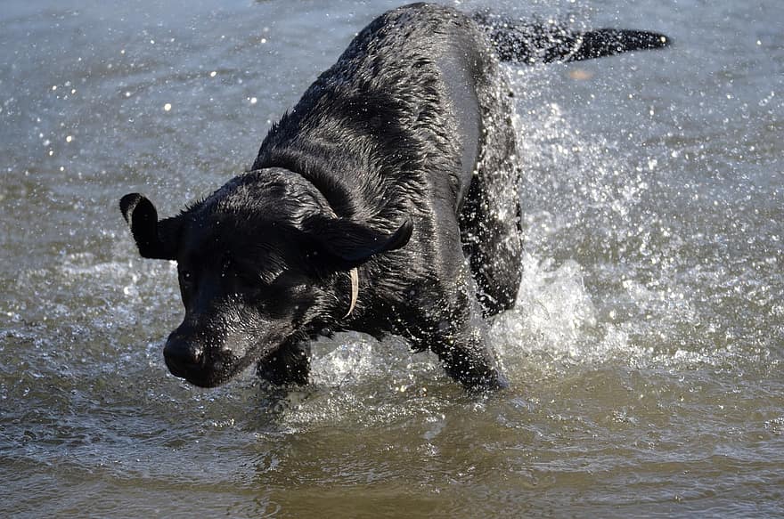 لابرادور ، كلب يسبح ، ماء ، مرح ، صديق ، حيوان ، الحيوان الثديي