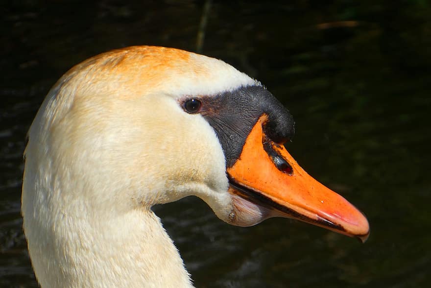 Swan, Bird, Head, Feathers, Waterfowl, Plumage, Pride, Eyes, Beak, Avian