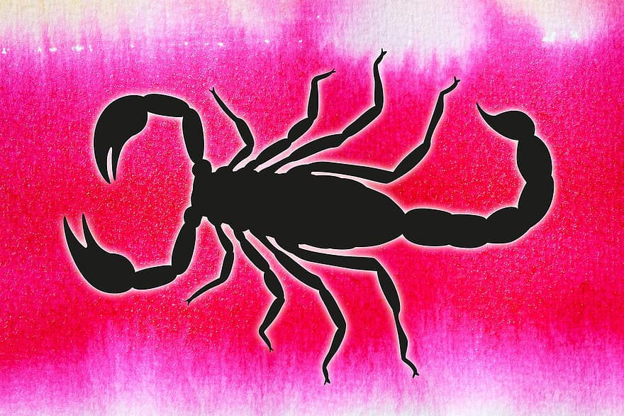 Scorpionul, grafic, arahnide, natură, animal, risc, avertizare, acuarelă, tusche indian ink, umed, tehnica de pictura