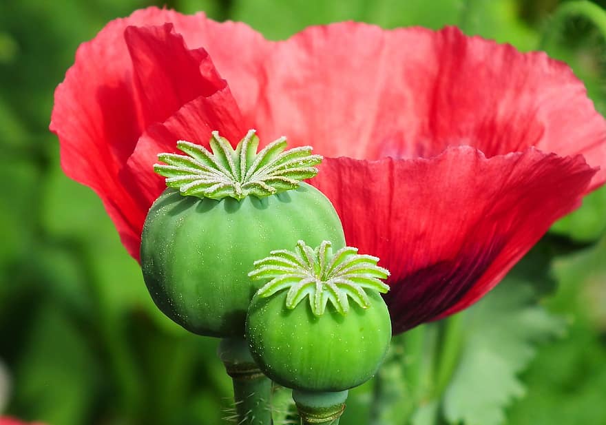 Poppies, Flower, Poppy Heads, Nature, Plants, Close Up, Buds, Budding, Flora