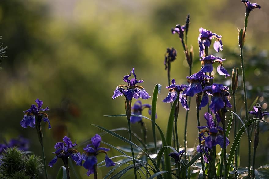 iris, Flores moradas, las flores, jardín, flora, primavera, plantas ornamentales, iris siberiano, púrpura, flor, de cerca