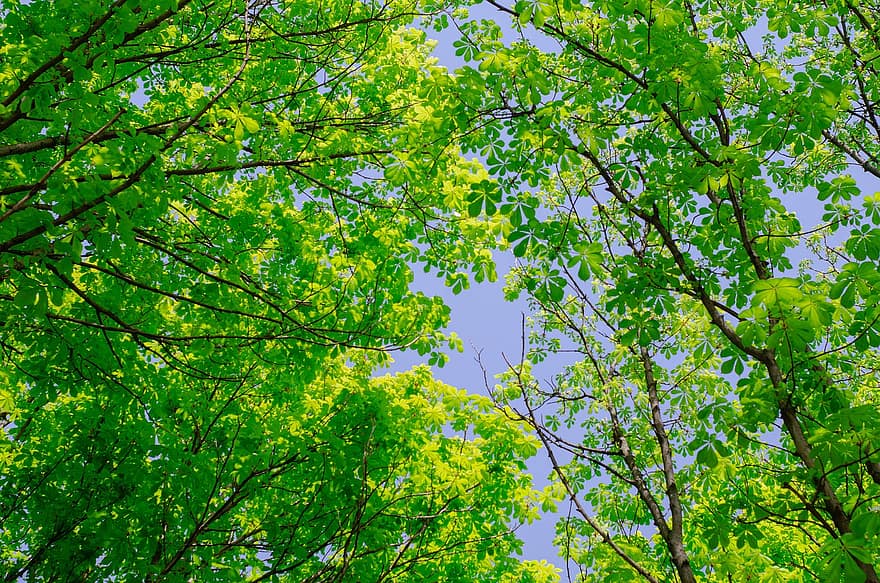 Forest, Trees, Canopy, Woods, Nature, Flora, tree, leaf, branch, green color, plant