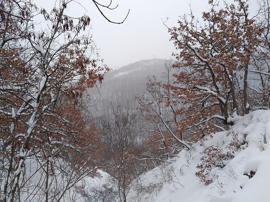 doğa, ağaçlar, kış, sezon, kar, açık havada