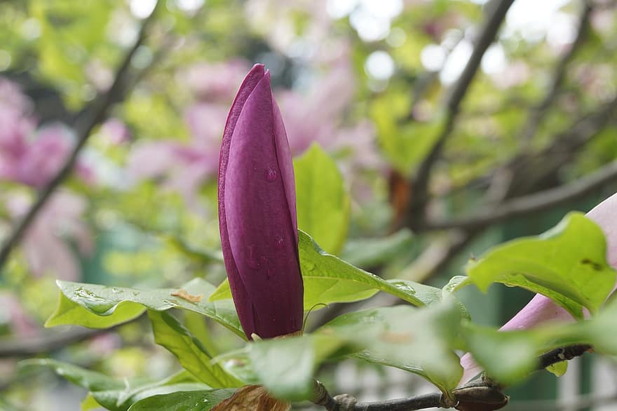 magnolia, tono, flor de magnolia, jardín, naturaleza