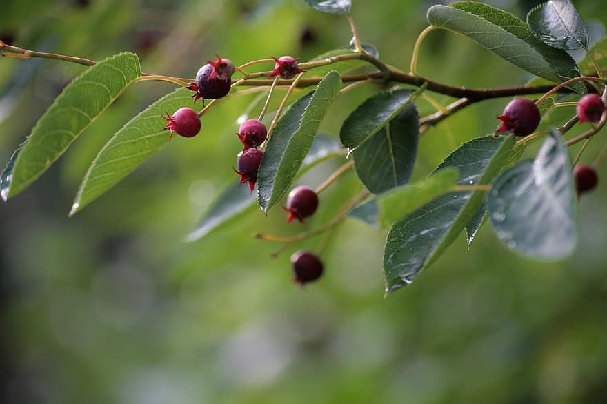 Berries, Fruit, Tree, Amelanchier, Ripe, Bush, Edible, Rowan