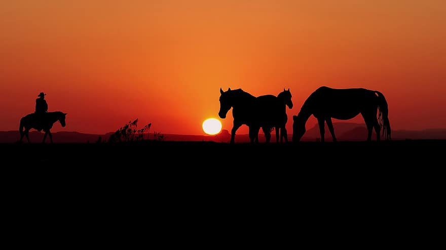solnedgang, heste, silhuetter, cowboy, heste-, ridning, sol, skumring, tusmørke, vild, vestlig