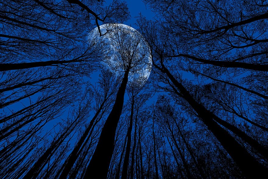 natt, måne, natthimlen, månsken, blå, träd, skymning, mörker