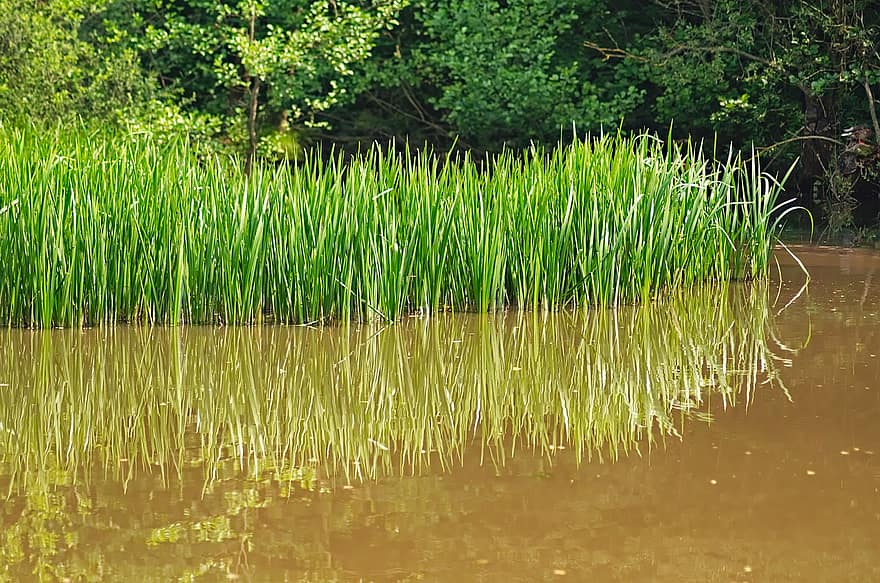 Pond, Water, Rushes, Reflection