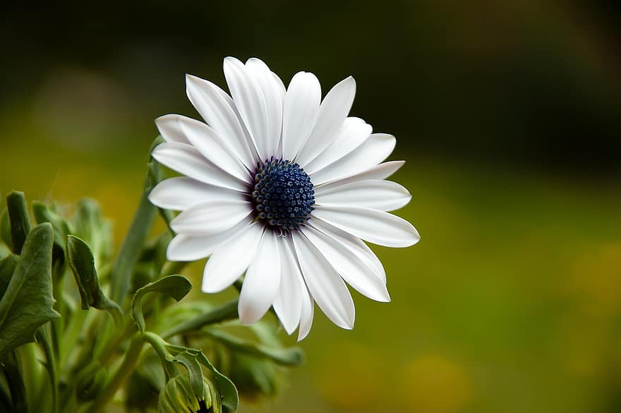 άκρη μαργκερίτη, λουλούδι, φυτό, άσπρη μαργαρίτα, λευκό λουλούδι, μαργαρίτα, πέταλα, ανθίζω, άνθος, χλωρίδα, κήπος