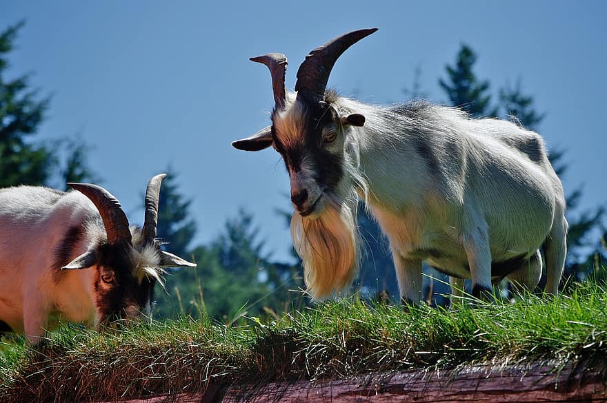 Goats, Animals, Pasture, Meadow, Grass, Grazing, Mammals, Ruminant, Billy Goats, Livestock, Horns