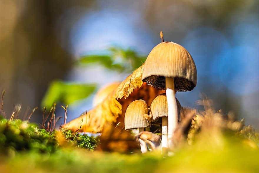 грибы, лесные грибы, спор, губка, плодоносящее тело, грибковые виды, Виды грибов, микология, природа, лесная земля, деревянный пол