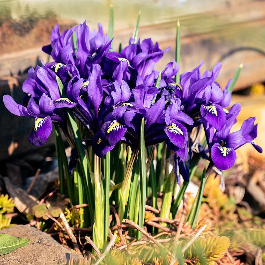 Iris în plasă, flori, plante, petale, a inflori, înflorit, inflori, proaspăt, floră, floral, natură