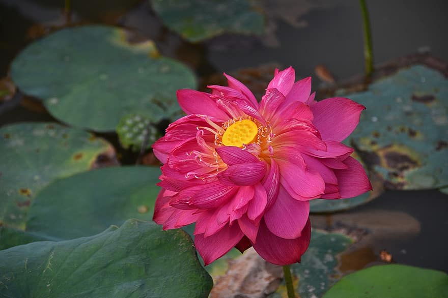 lotus, fleur, lagune, étang, Lac, Floraison, belle, flore, surface de l'eau, botanique, feuilles