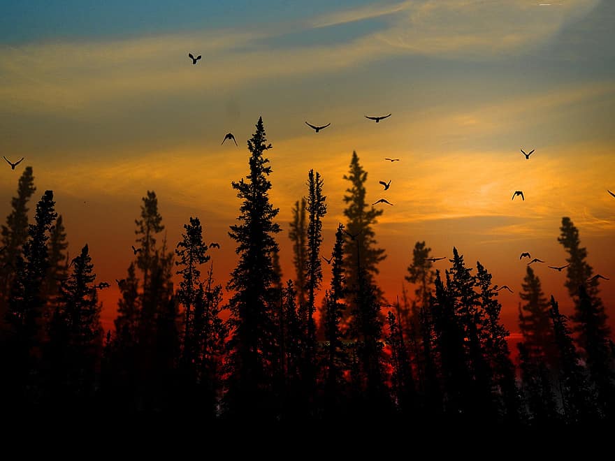 foresta, uccelli volanti, tramonto, silhouette, alberi, uccelli, animali, natura, volante, boschi, tranquillo, calmo