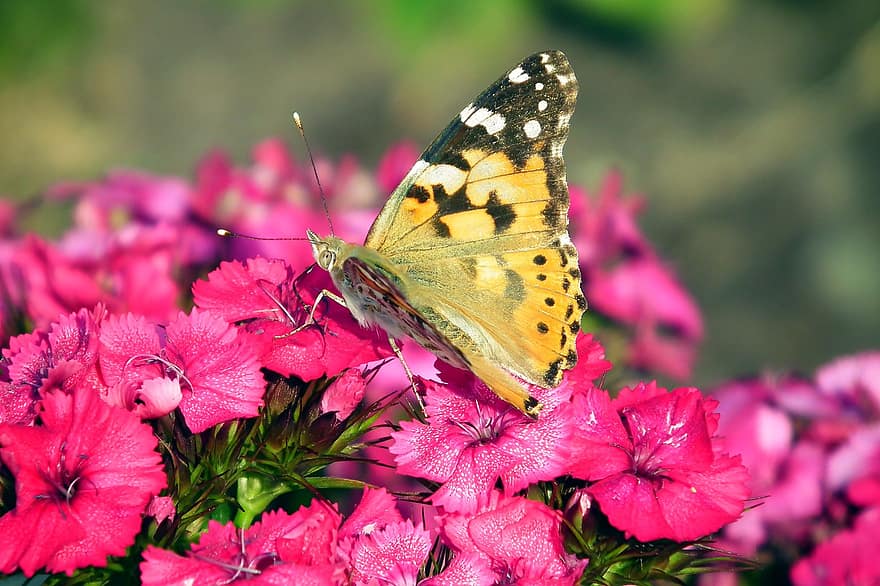 나비, 곤충, 날개, 꽃들, gożdziki, 돌, 정원, 여름, 식물