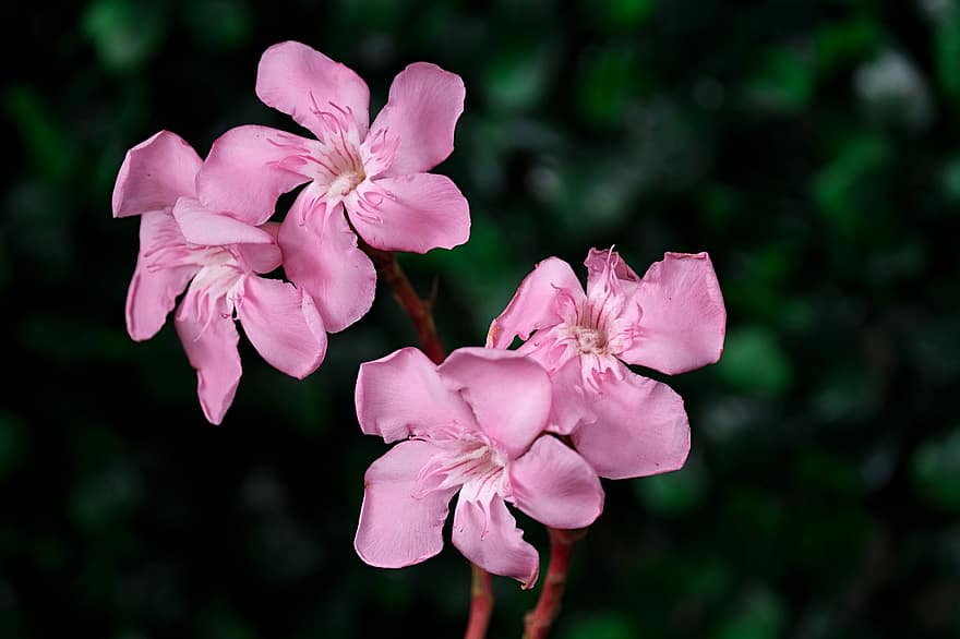 oleander, Blommor, trädgård, rosa blomma, kronblad, rosa kronblad, blomma, växter, flora, närbild, växt