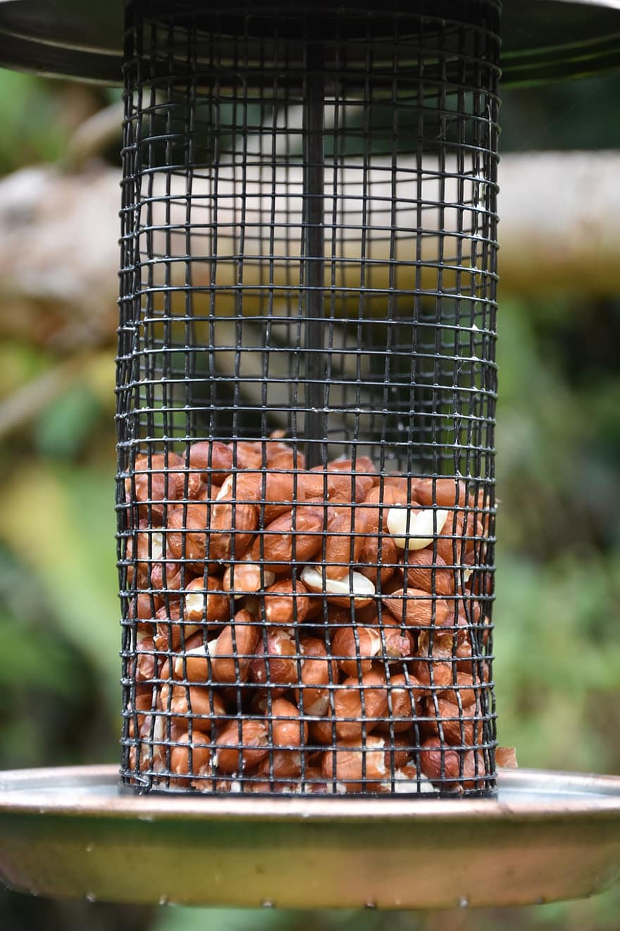 Bird Feeder, Garden, Squirrel Food