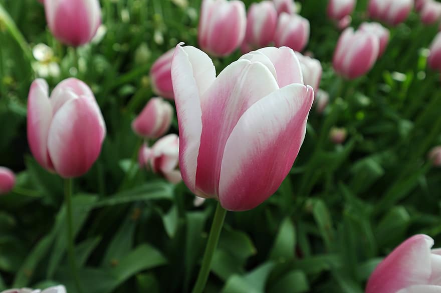 tulipány, tulipán žárovky, květiny, květ, okrasné rostliny, rostlina, flóra, Příroda, zahrada, park