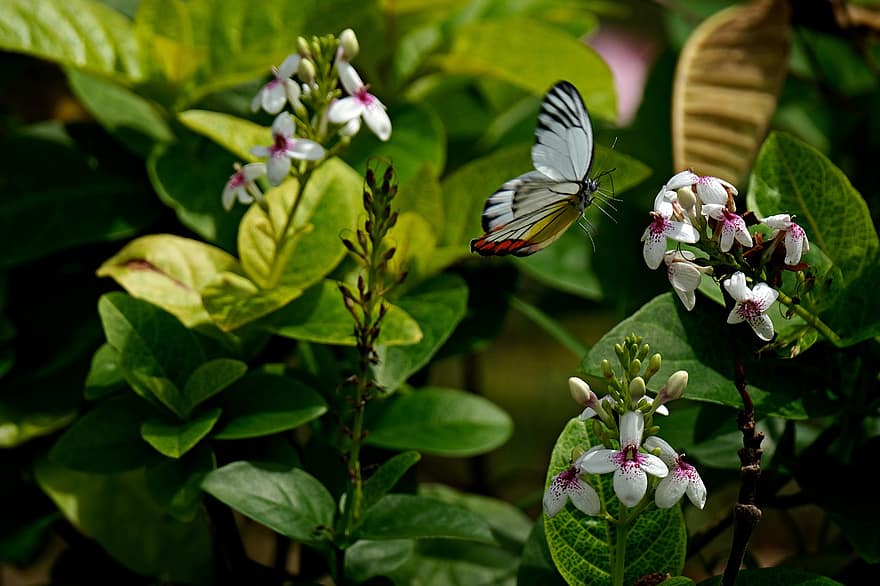 Farfalla di Jezibel dipinta, farfalla, fiori, insetto, volante, gemme, piante, avvicinamento, fiore, estate, pianta
