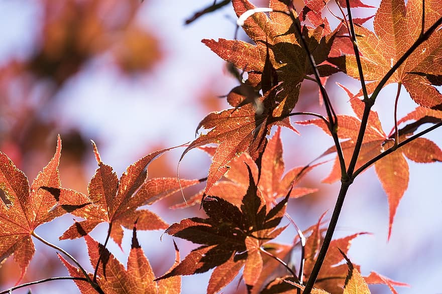 японский клен, дерево, природа, листья
