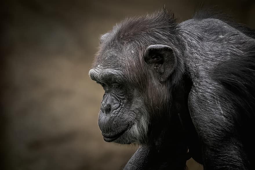 ximpanzé, animal, vida salvatge, femella, mico, primat, mamífer