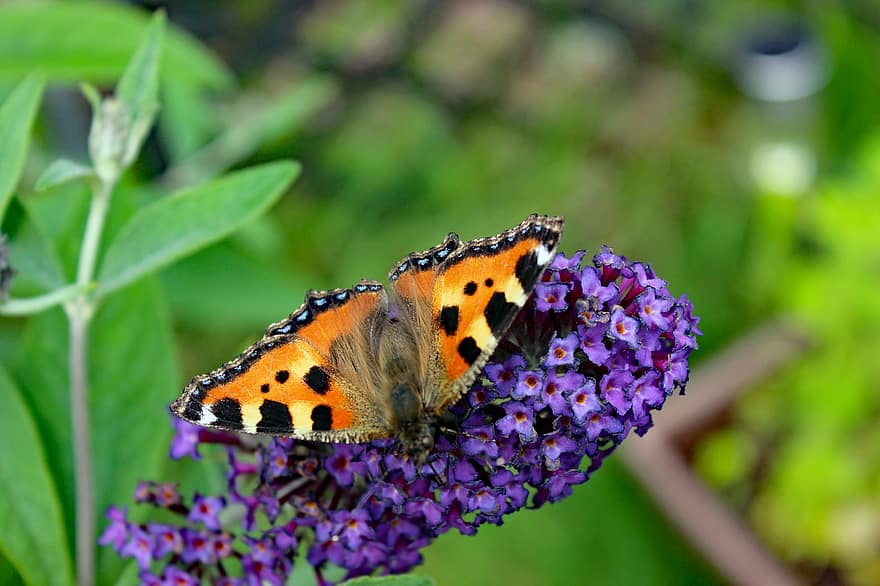 малка лисица, пеперуда, Буш от пеперуда, Buddleia, насекомо, цвете, крила, растение, градина, природа, едър план