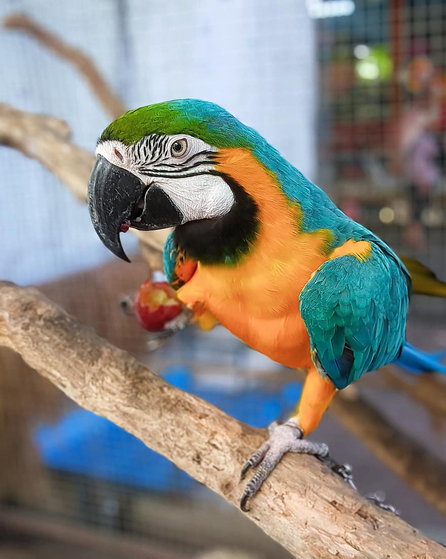 папагал, ара, зоологическа градина, птица, птичи, многоцветни, клюн, перце, син, домашни любимци, тропичен климат