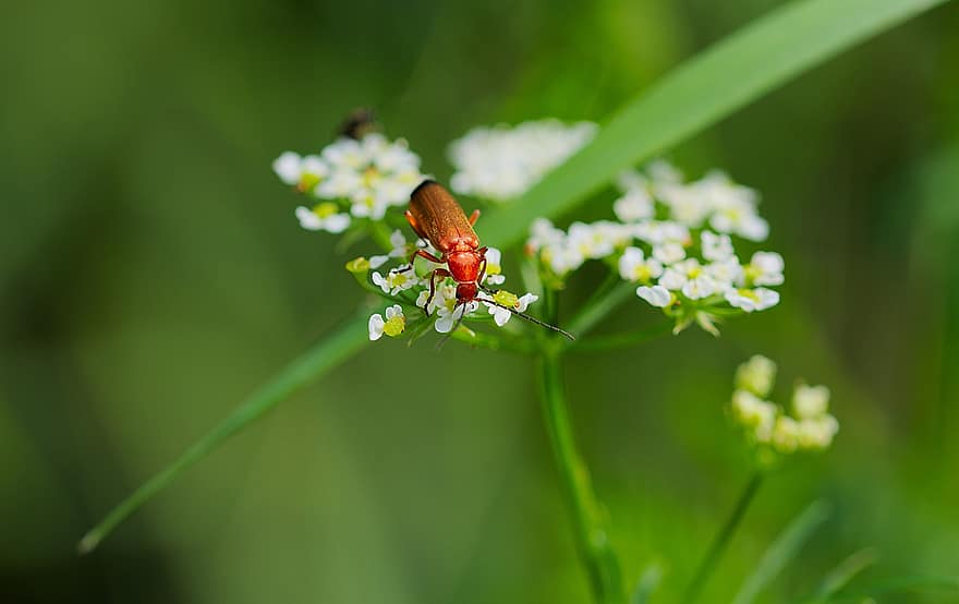 붉은 군인 딱정벌레, 갑충, 꽃들, 호그 위드, 병사 딱정벌레, 곤충, 흰 꽃, 식물, 자연, 매크로