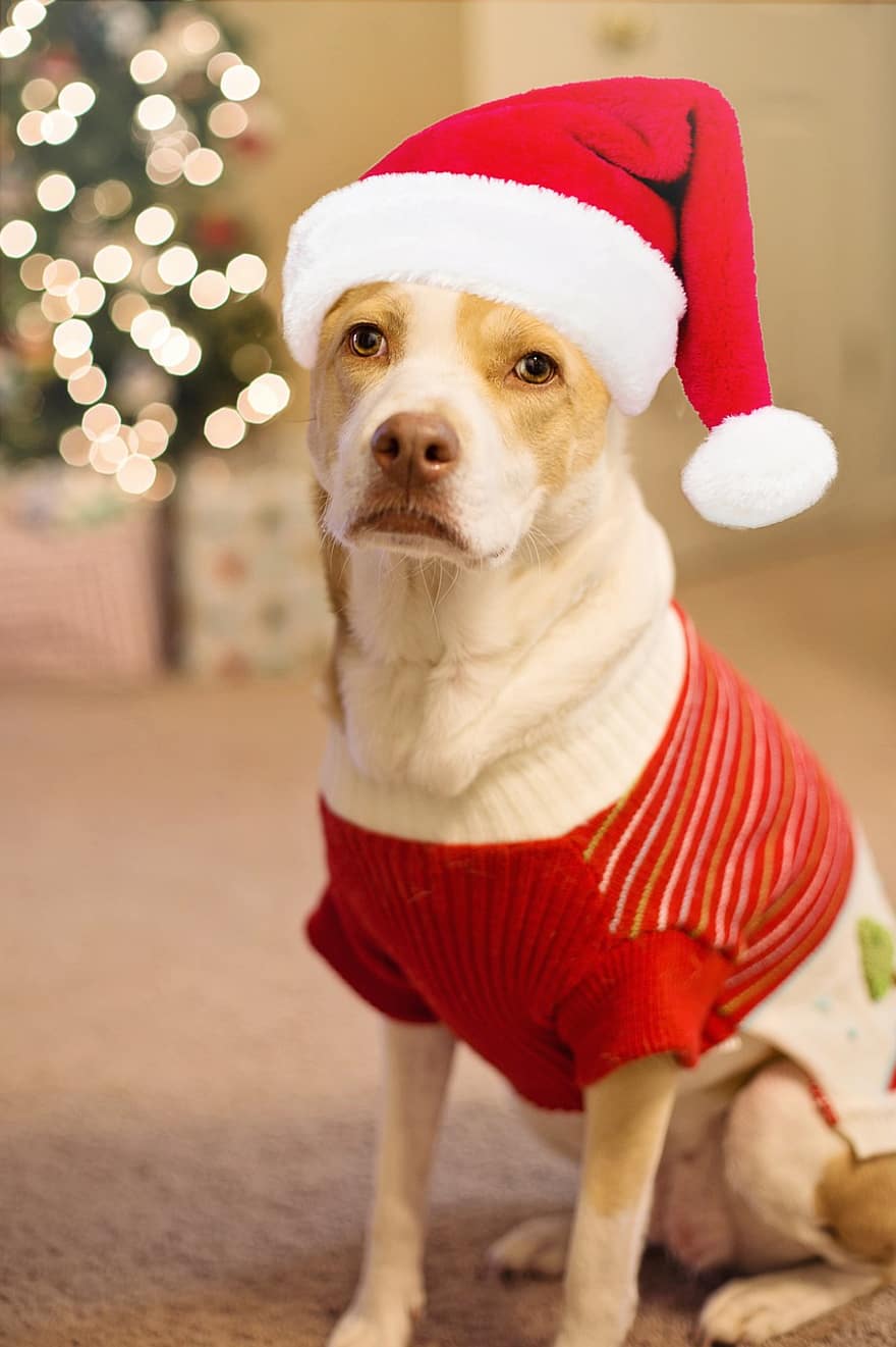 hond, kostuum, de kerstman, kerstman kostuum, kerstmuts, portret, hondenportret, huisdier, hoektand, zoogdier, dier