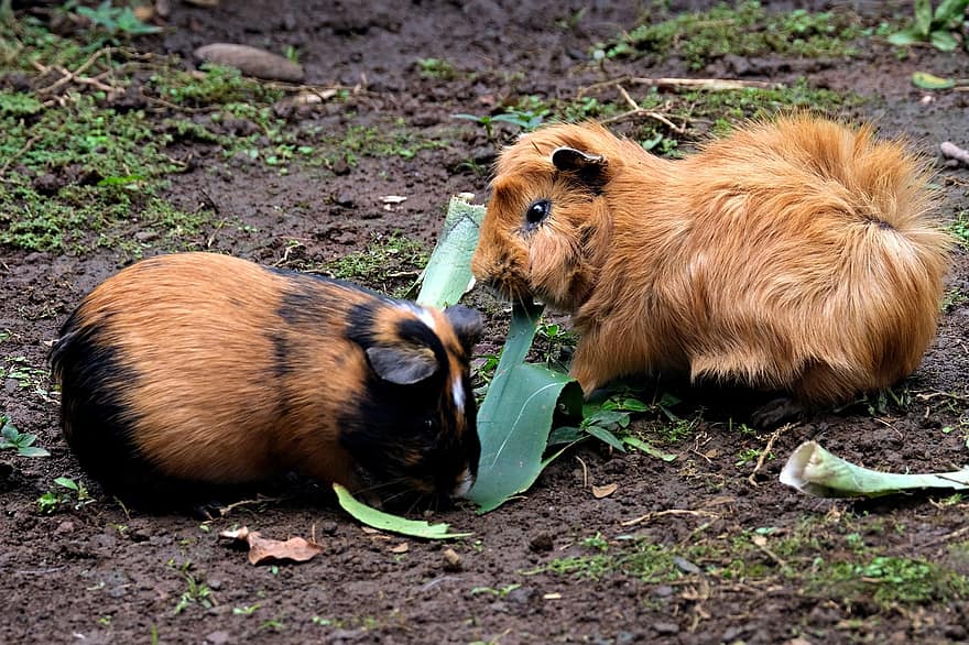 Babi Guinea Peru, tikus, binatang, hewan peliharaan, mamalia, fauna, margasatwa, alam, imut, kecil, rumput