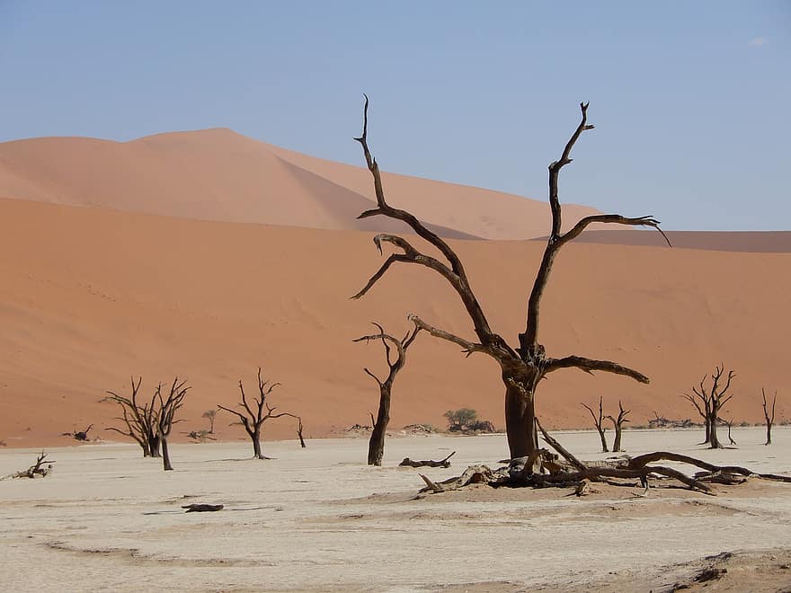 sossusvlei、塩鍋、枯れ木、木、砂丘、干ばつ、砂漠、風景、風光明媚な、自然、ナミブ砂漠