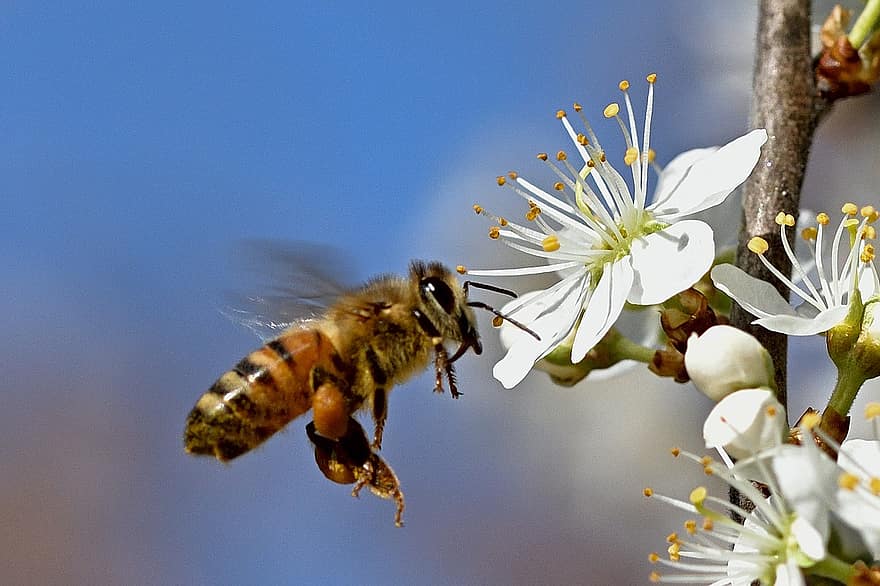 honningbi, hvide blomster, bestøvning, entomologi, makro, tæt på, insekt, blomster, forår, bi, blomst
