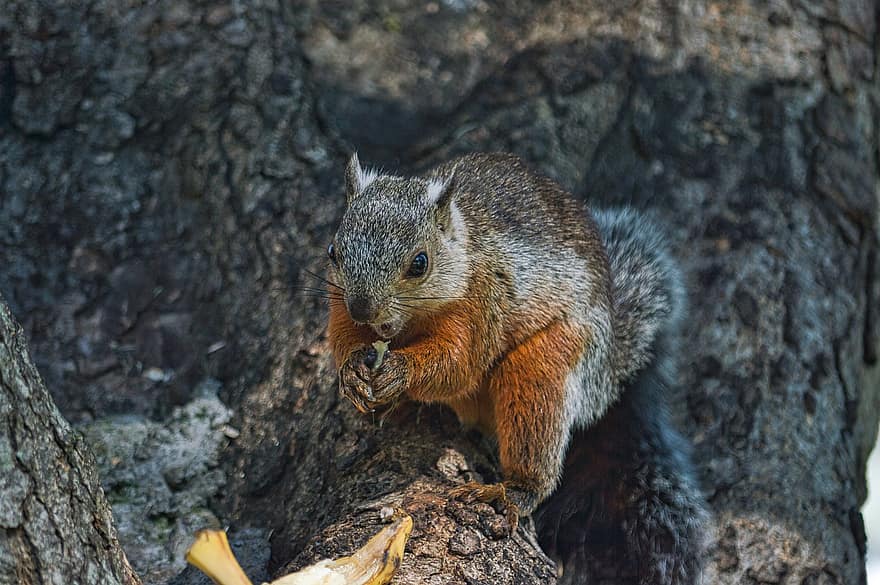 Squirrel, Chipmunk, Rodent, Snack, Tree, Animal, Nature